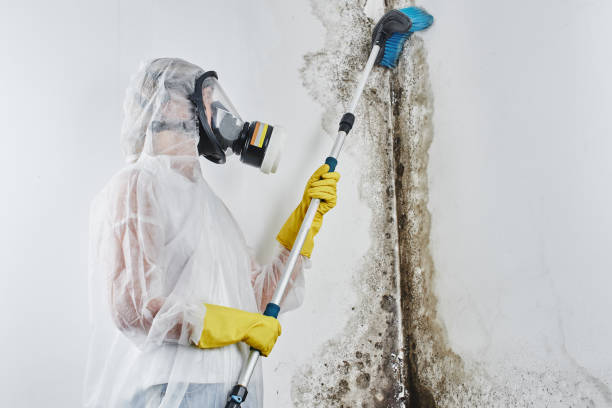 Best Local Mold Removal Service  in Emmon, AK