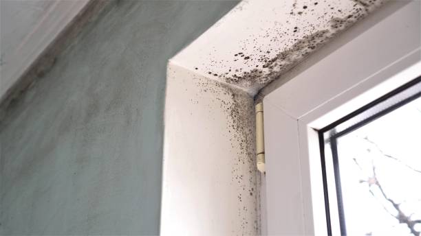 Best Office Mold Removal Services  in Emmon, AK