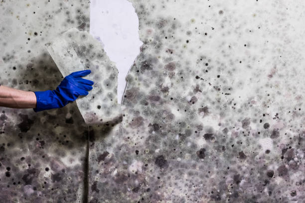Office Mold Removal Services in Emmonak, AK
